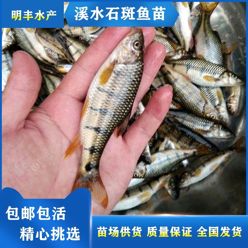 小型溪石斑鱼苗鲜活光唇鱼苗淡水养殖可观赏