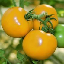 黄贵妃大番茄种子番茄种子西红柿种子西红柿籽高产耐热四季