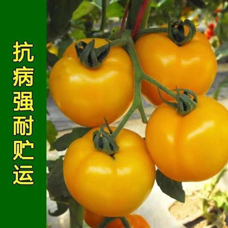 黄贵妃大番茄种子番茄种子西红柿种子西红柿籽高产耐热四季