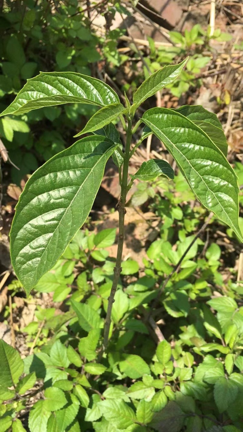 野菜
