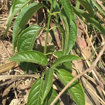 野菜
