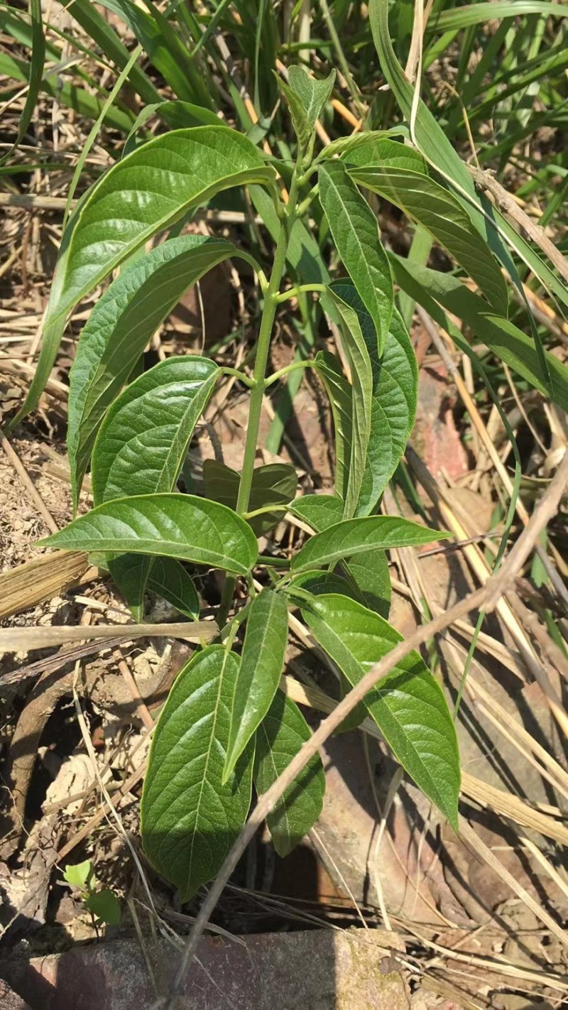 野菜