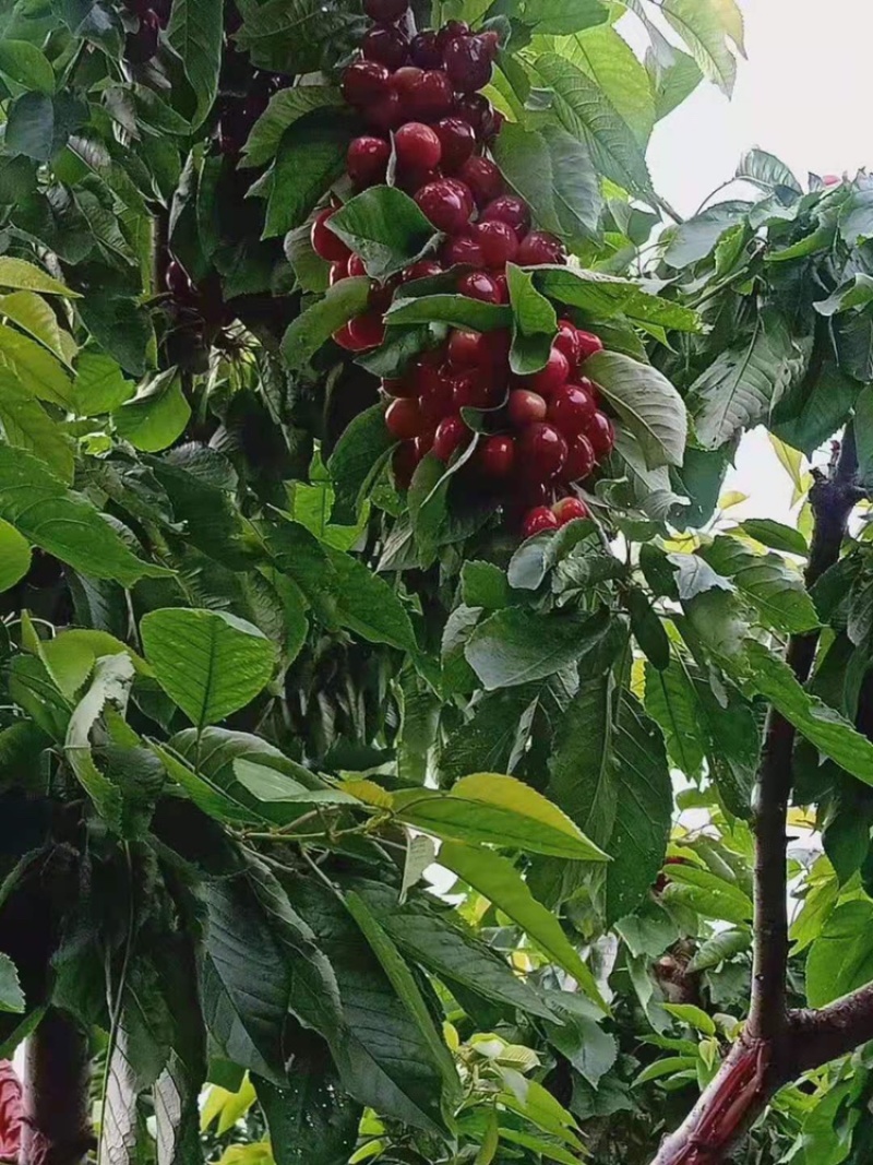 卖大樱桃树苗！规格尺寸，品种多样化！保证质量！