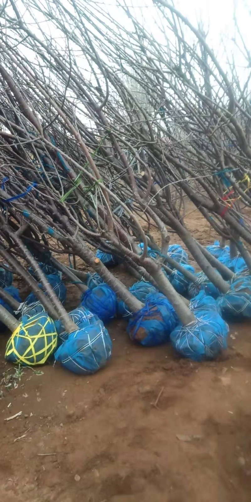 卖大樱桃树苗！规格尺寸，品种多样化！保证质量！
