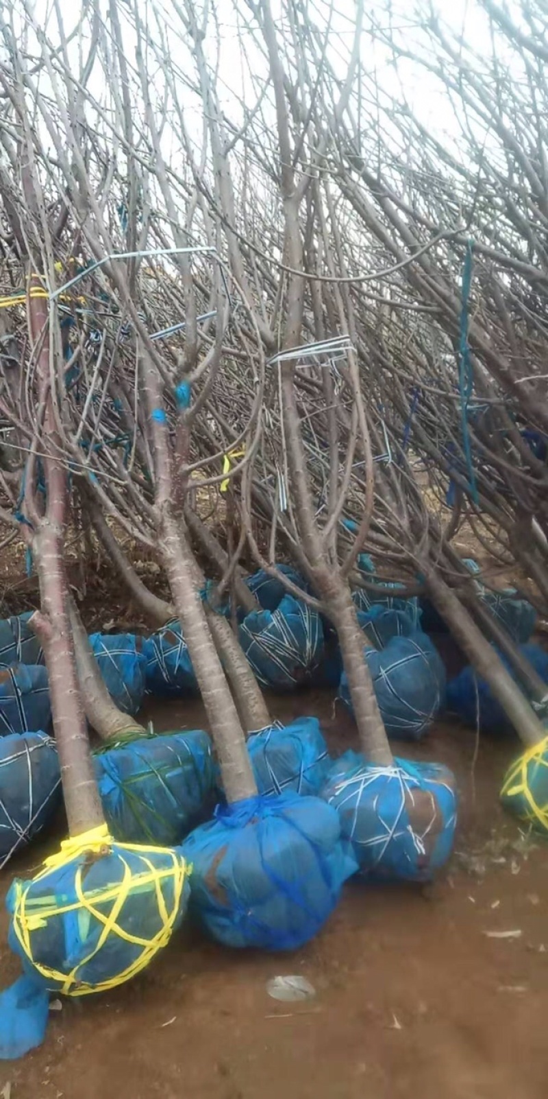 卖大樱桃树苗！规格尺寸，品种多样化！保证质量！