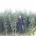 卖大樱桃树苗！规格尺寸，品种多样化！保证质量！