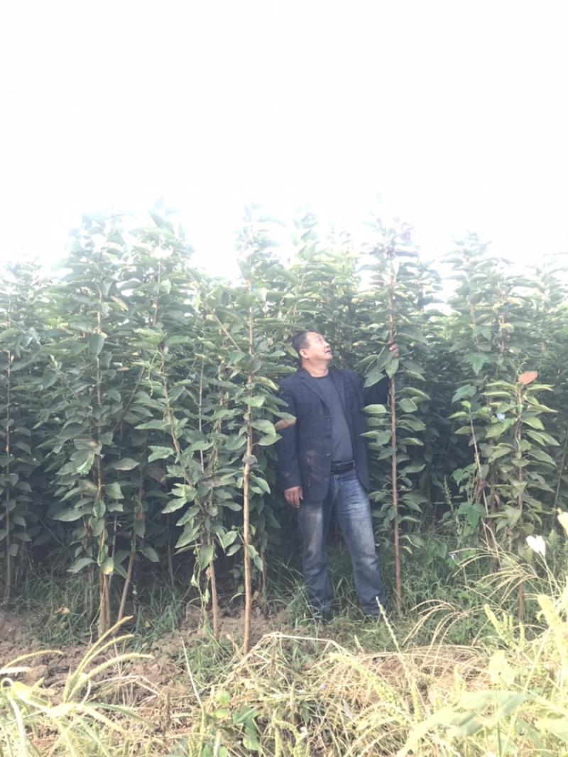 卖大樱桃树苗！规格尺寸，品种多样化！保证质量！