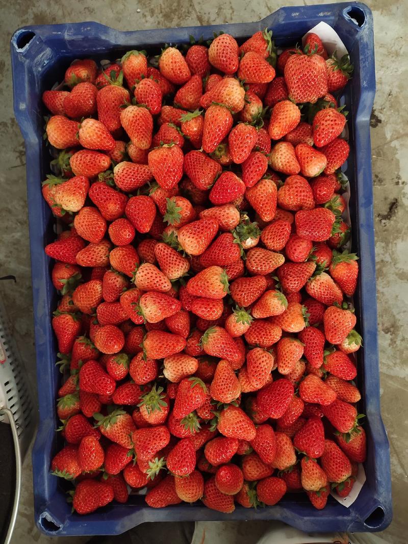 宁王，妙精品奶油草莓,国人自己的草莓品种,。对接全国客商