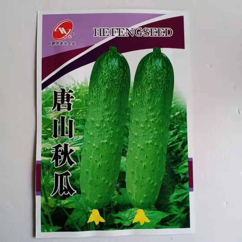 秋黄瓜种子唐山秋瓜数百粒水果小黄瓜甜脆黄瓜种子