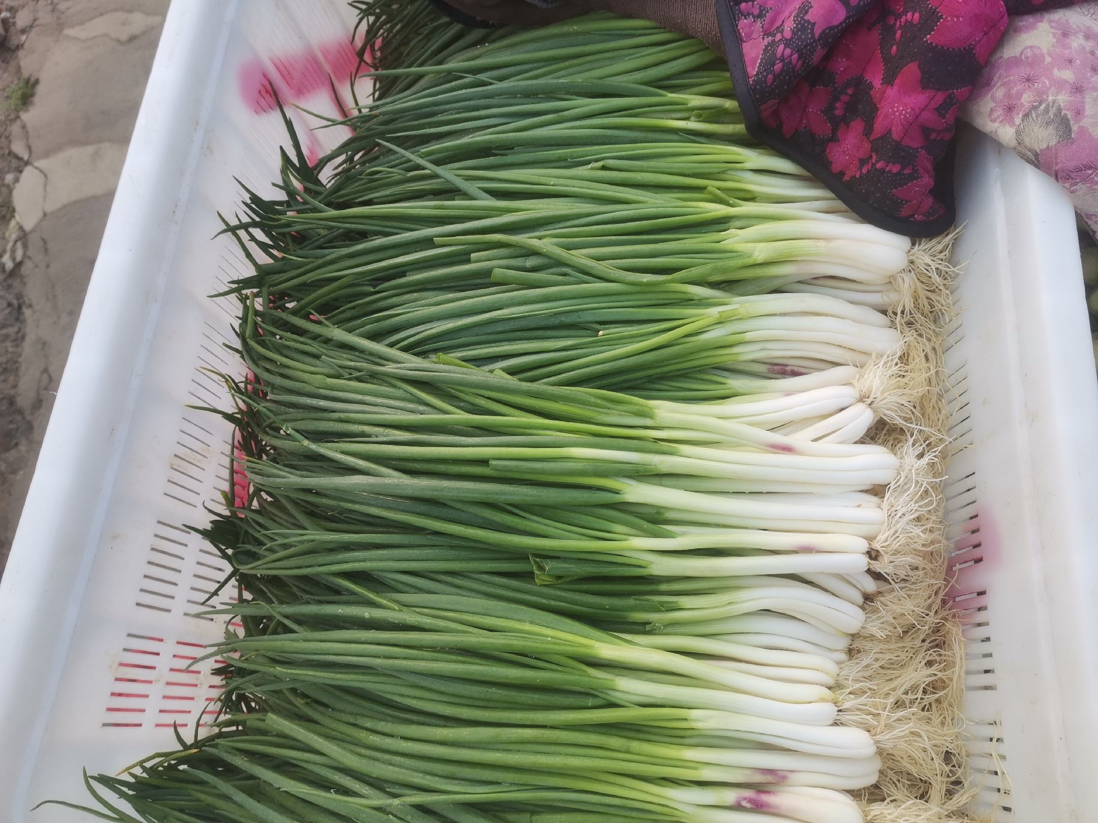 蒜苗与虾仁的食材摆放图