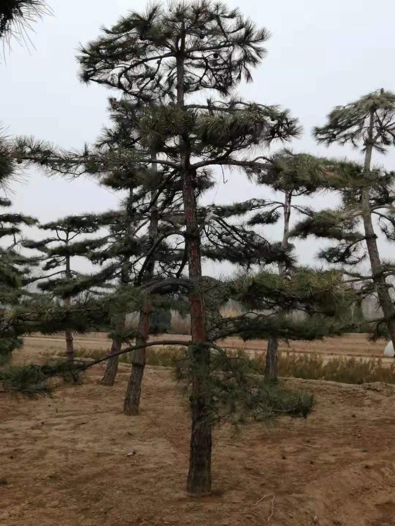 河北造型油松，河北优质造型油松，河北精品造型油松