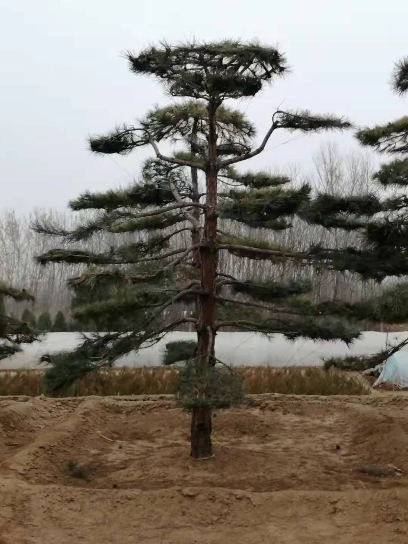 河北造型油松，河北优质造型油松，河北精品造型油松