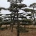 河北造型油松，河北优质造型油松，河北精品造型油松