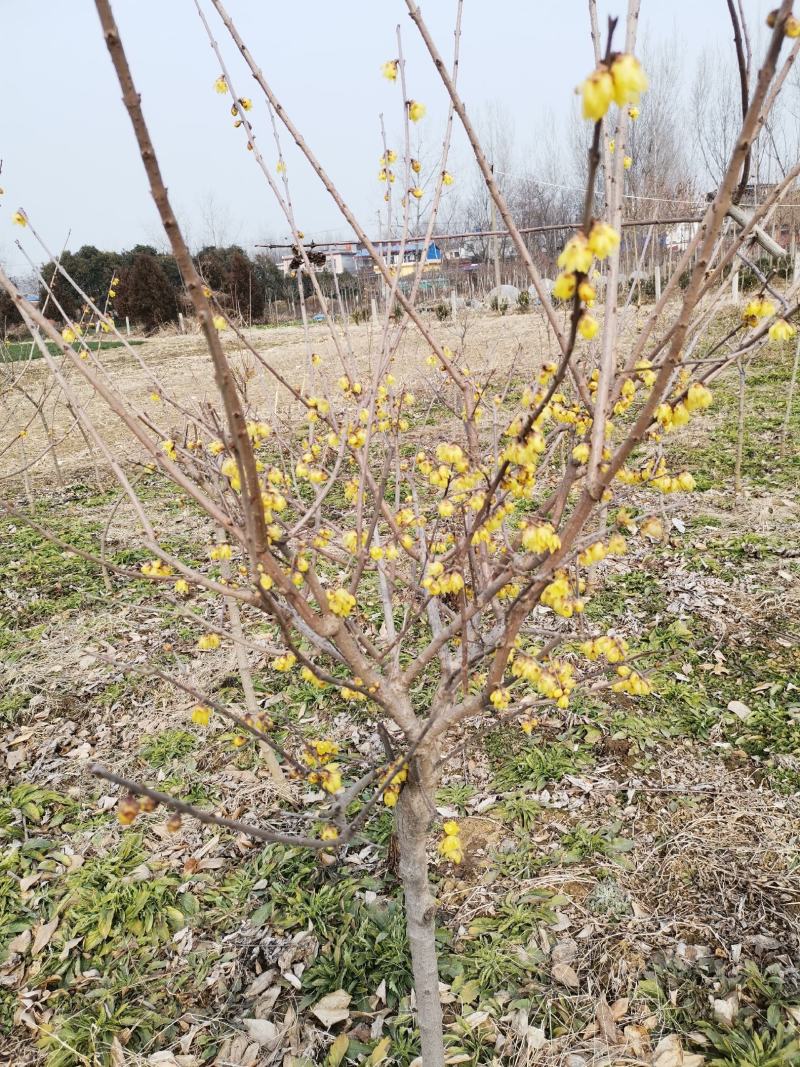 柑桔盆景