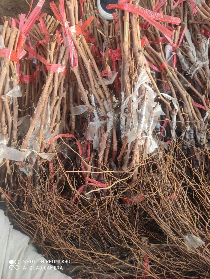 中国红玫瑰葡萄苗，自家繁育保证纯度质量欢迎选购