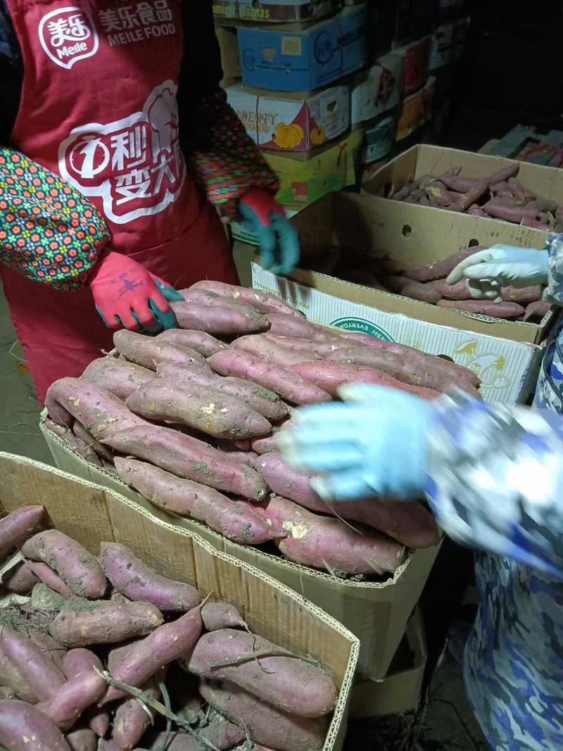 红薯，凌海市早丰红皮白心地瓜大量出货，软糯香甜，货源充足