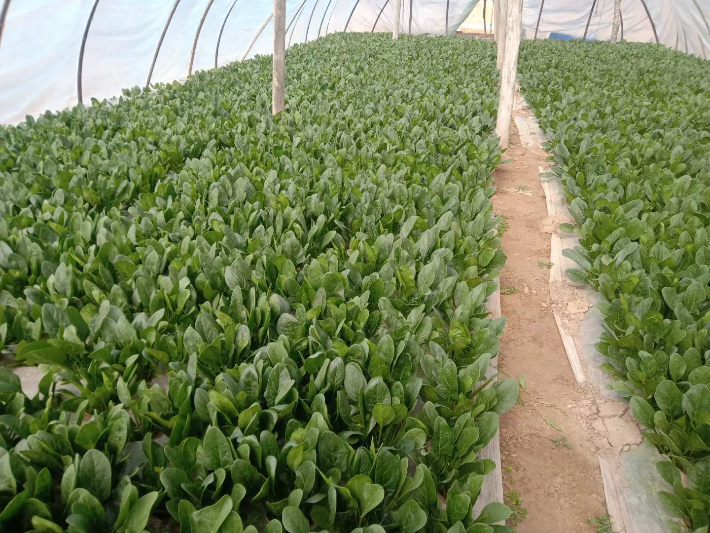 冬季小叶菠菜大棚种植场景