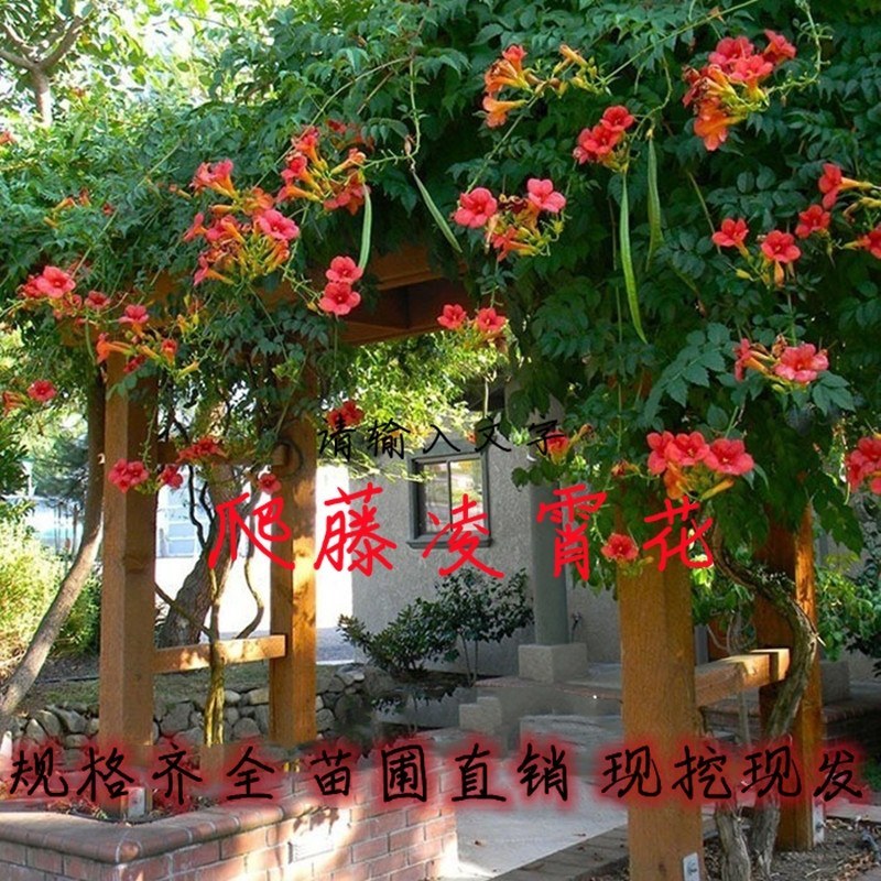 凌霄花苗攀援花卉盆栽老桩别墅庭院绿化爬藤植物室内外四季开