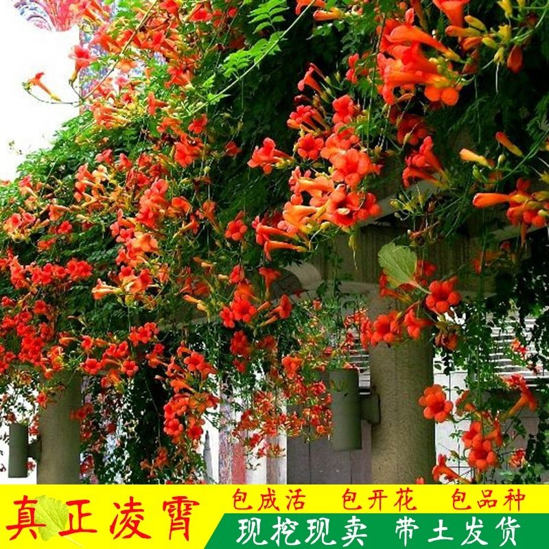 凌霄花苗攀援花卉盆栽老桩别墅庭院绿化爬藤植物室内外四季开