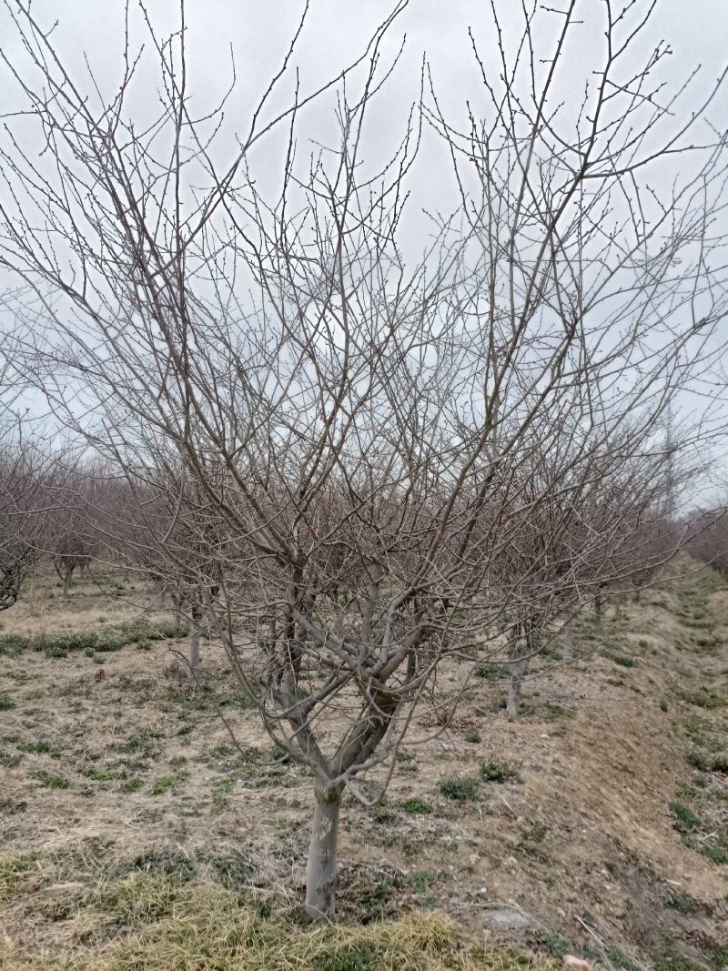 垂丝海棠，大叶垂丝8-12公分，精品树形大量供应