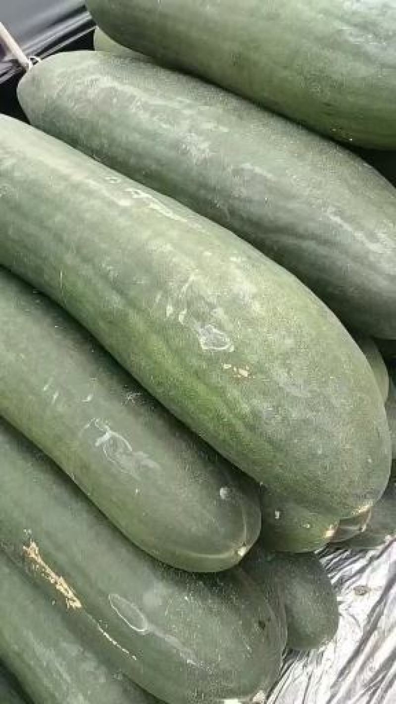 黑皮冬瓜热销中，条行好，无疤痕，十五斤到四十斤，欢迎砸单