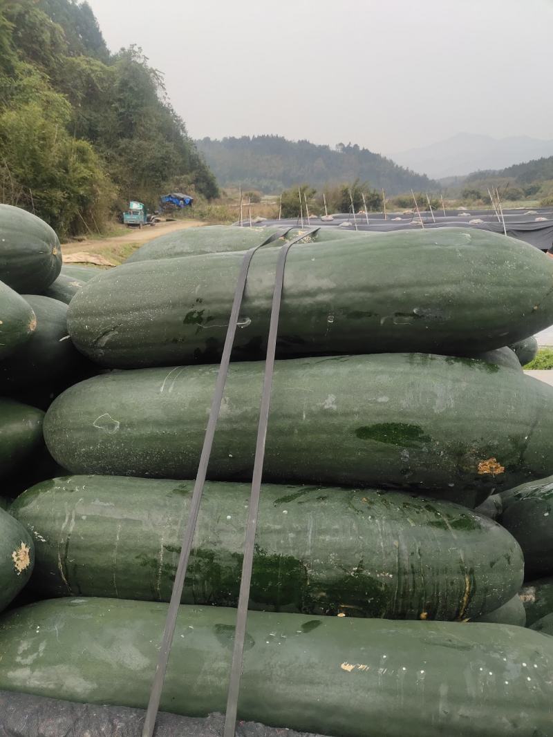 黑皮冬瓜热销中，条行好，无疤痕，十五斤到四十斤，欢迎砸单