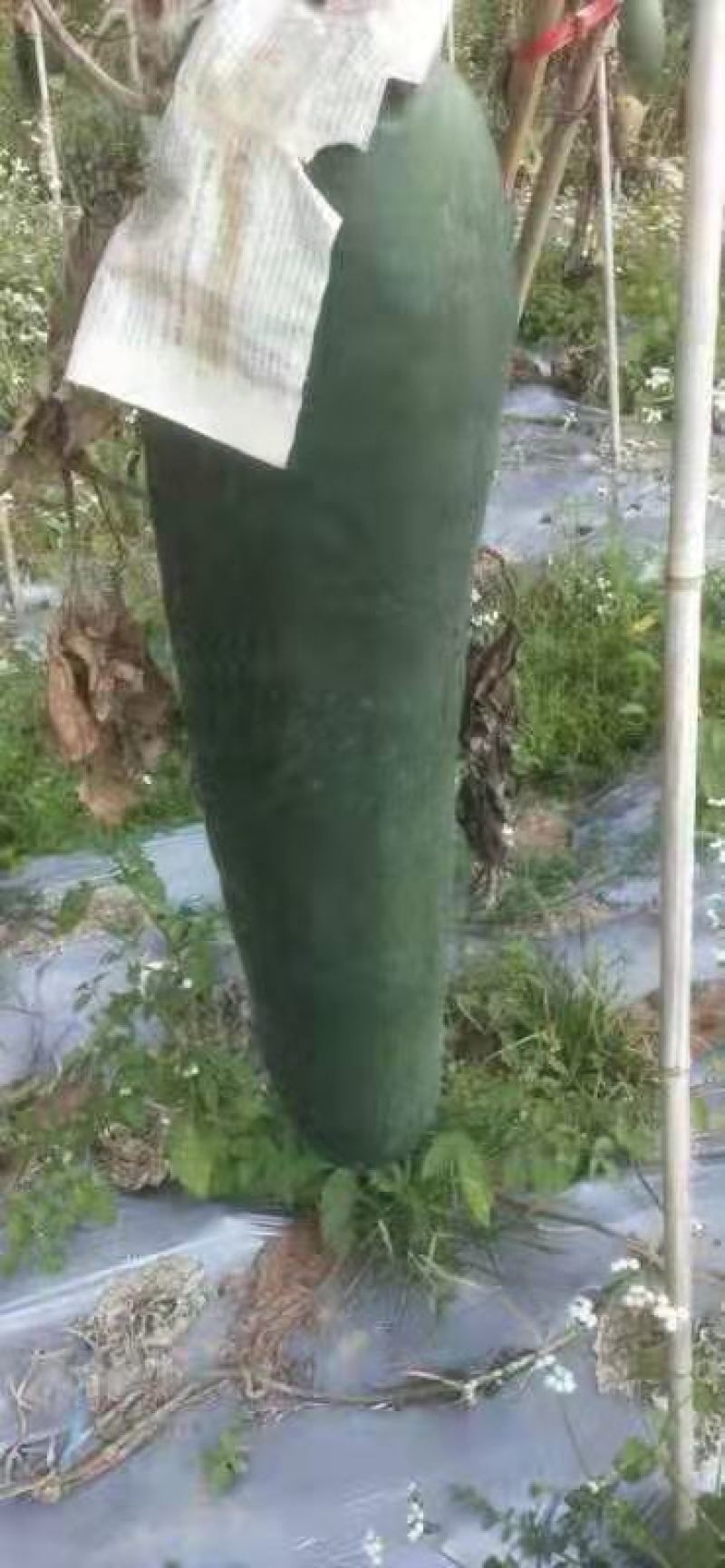 黑皮冬瓜热销中，条行好，无疤痕，十五斤到四十斤，欢迎砸单
