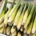 【安庆一号茭白】净菜上车水洗无泥无黑点鲜嫩承接餐饮食堂小