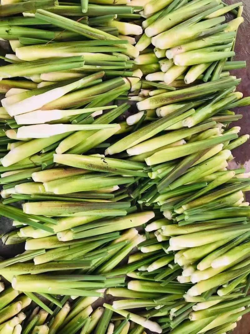 【安庆一号茭白】净菜上车水洗无泥无黑点鲜嫩承接餐饮食堂小
