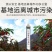 四川特产大红袍花椒500g红花椒特麻花椒粒大料麻椒花椒粉