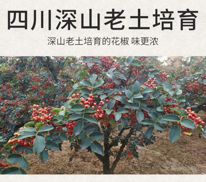 四川特产大红袍花椒500g红花椒特麻花椒粒大料麻椒花椒粉