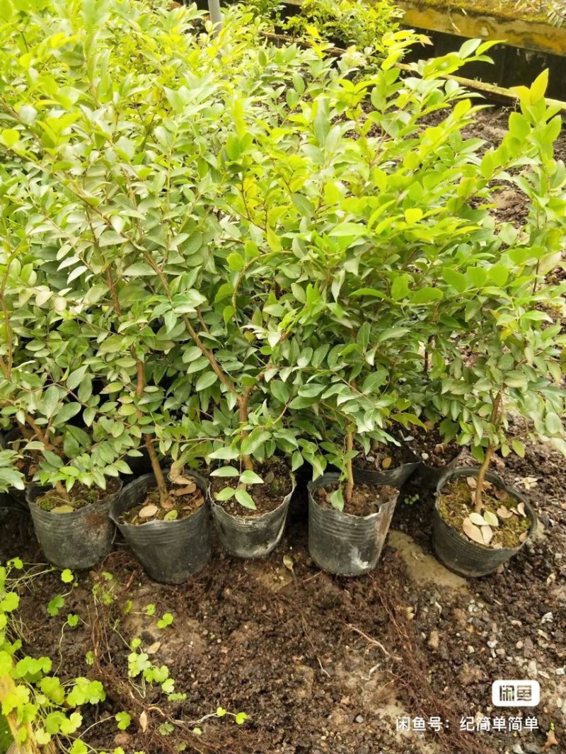 沙巴嘉宝果，高度30至40厘米，带土杯发货。