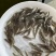 鲈鱼苗加州鲈鱼苗优鲈3号大口黑鲈淡水鱼苗
