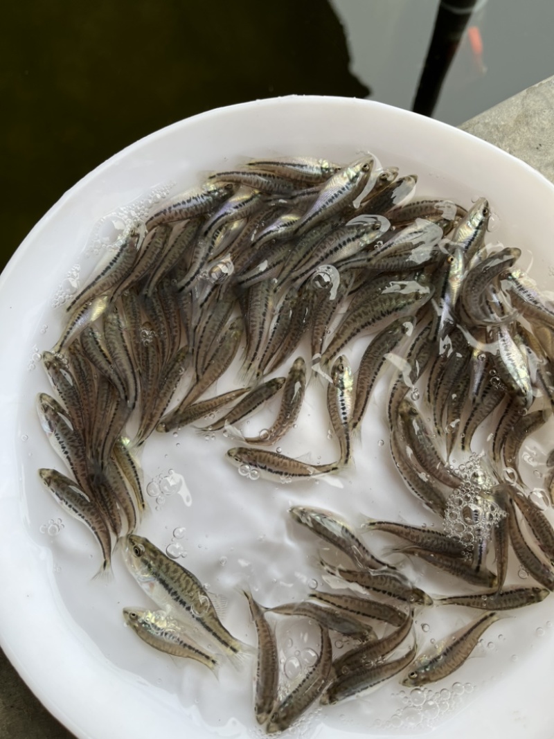 鲈鱼苗加州鲈鱼苗优鲈3号大口黑鲈淡水鱼苗