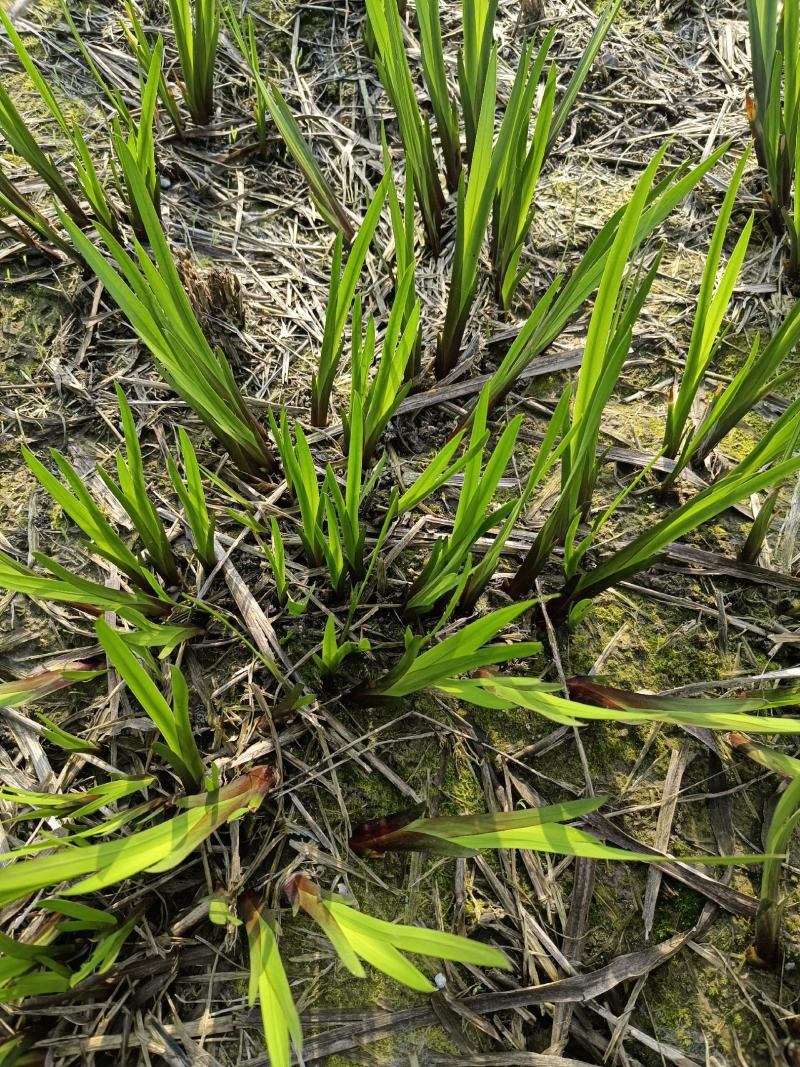 (水菖蒲)现货大量供应