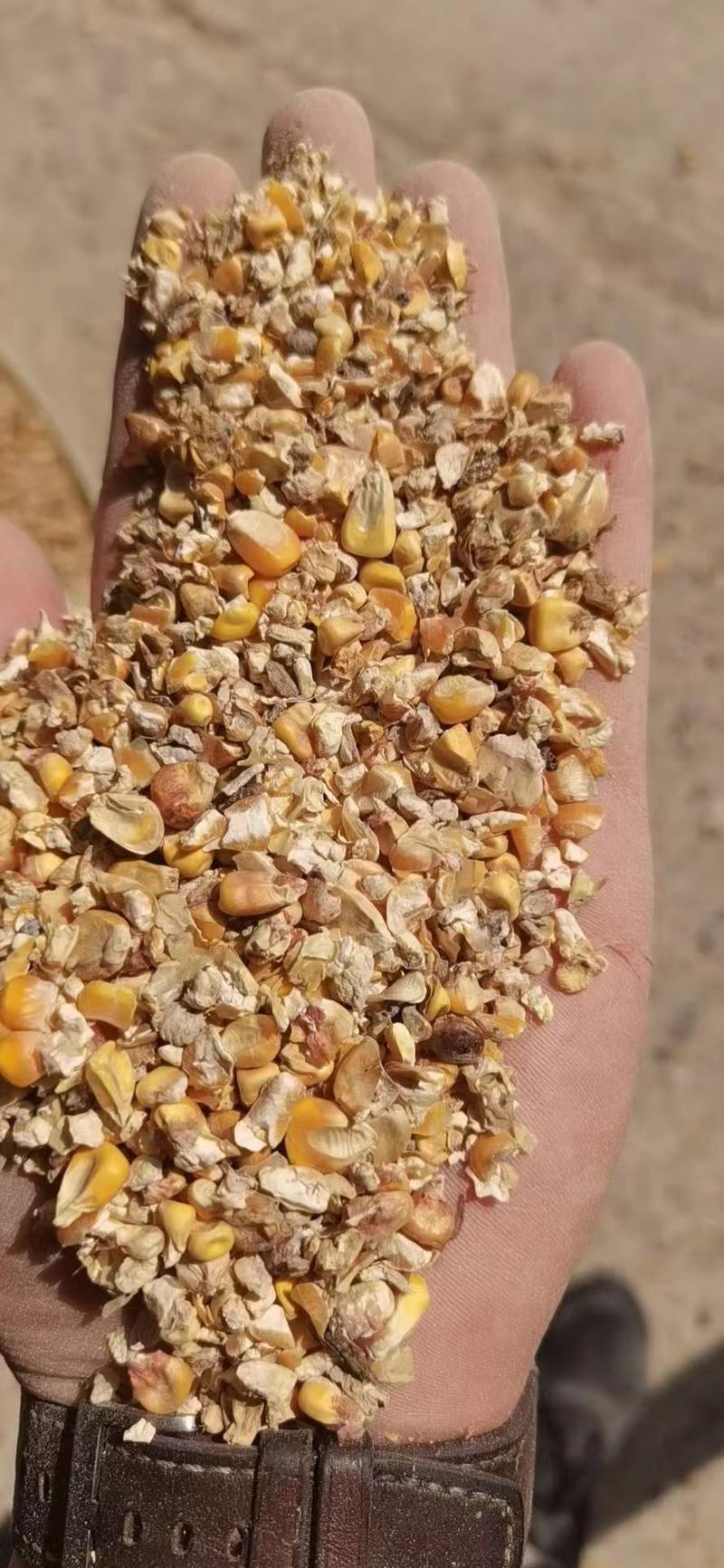 8一9个粮碎玉米无土无沙碎玉米鸡鸭鹅牛羊猪养殖可降低成本