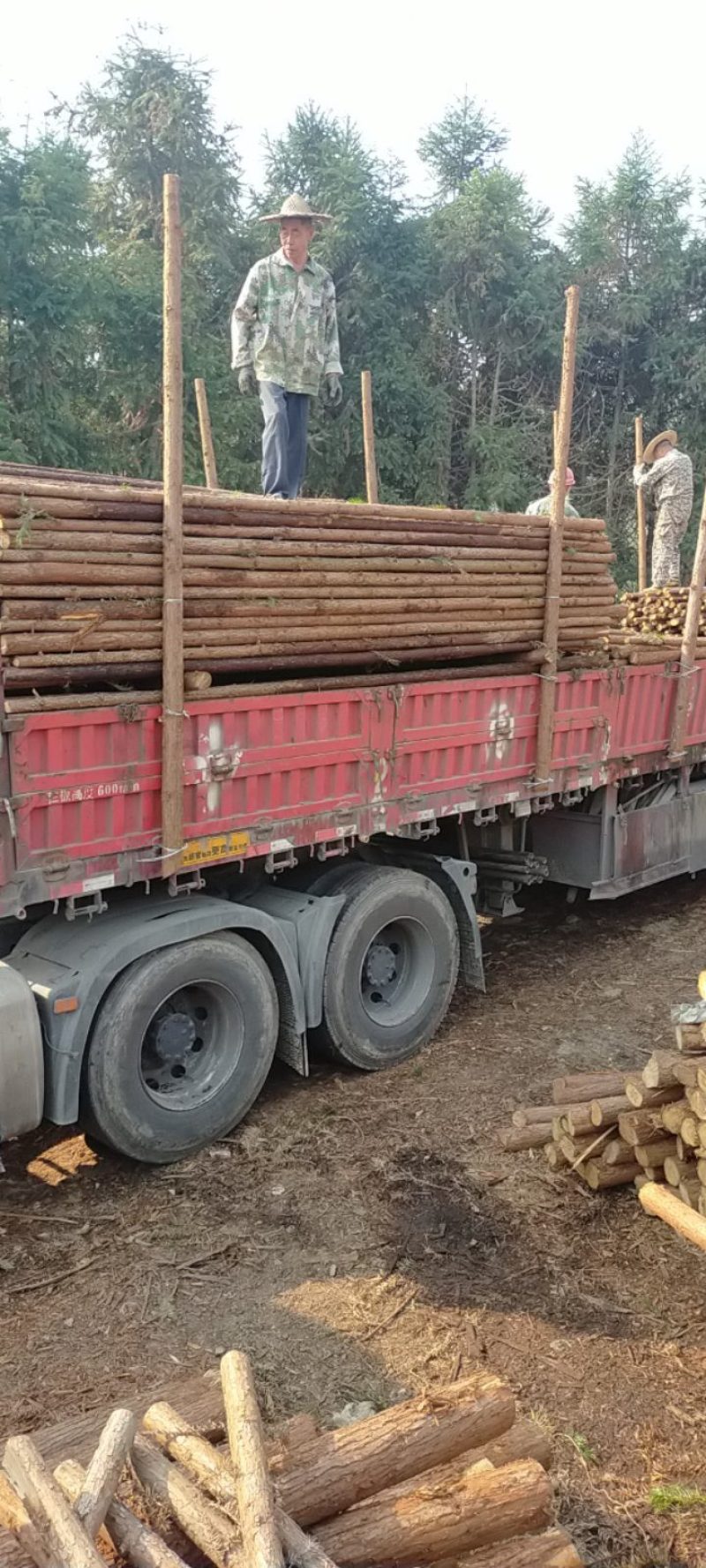 杉树，绿化杆