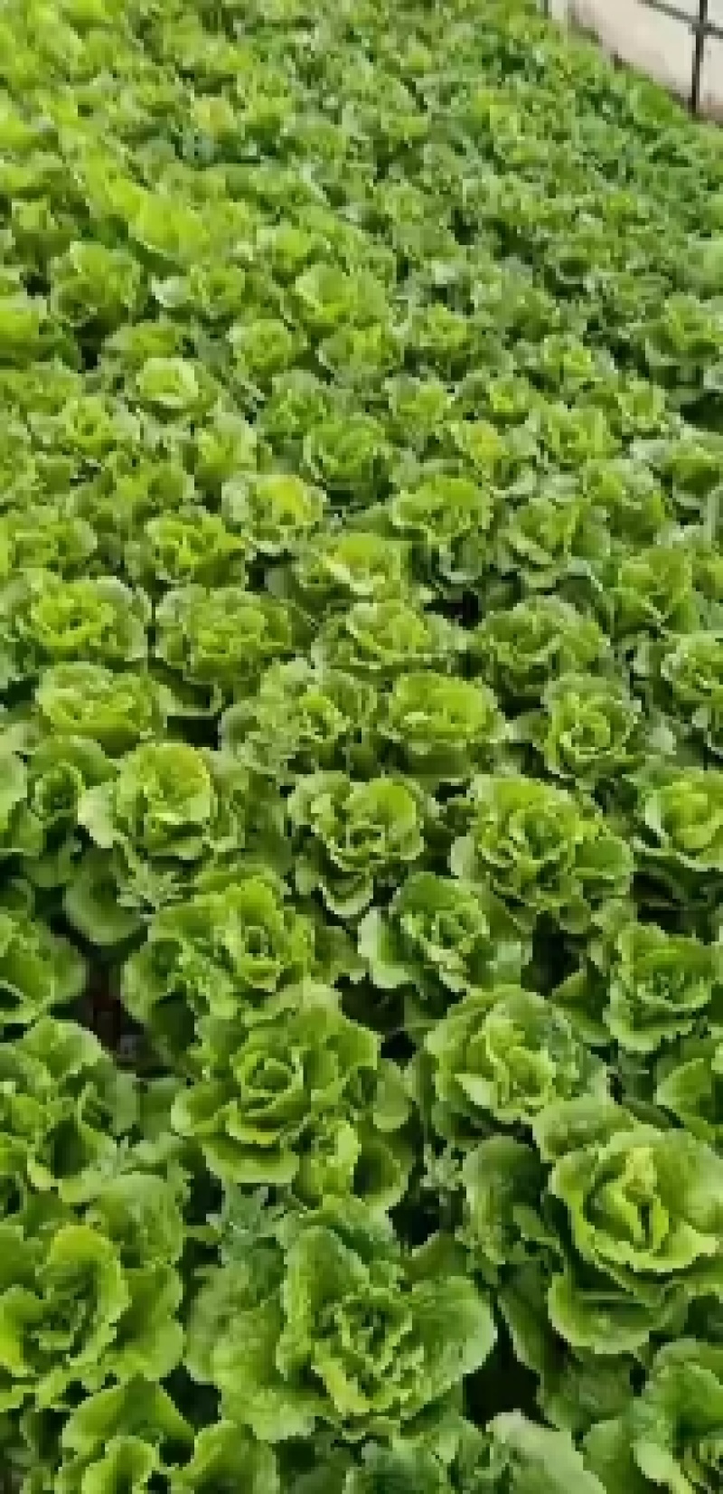 精品生菜大量有货基地直供品质优现摘现发可视频看货热卖中