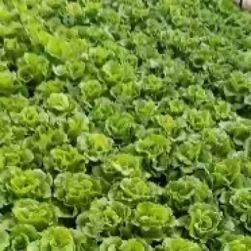 精品生菜大量有货基地直供品质优现摘现发可视频看货热卖中