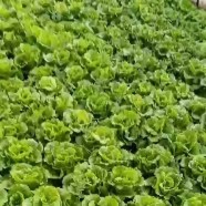 精品生菜大量有货基地直供品质优现摘现发可视频看货热卖中