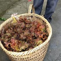 四川达州大竹香椿芽产地明后天都下雨，今天涨钱啦还没货。