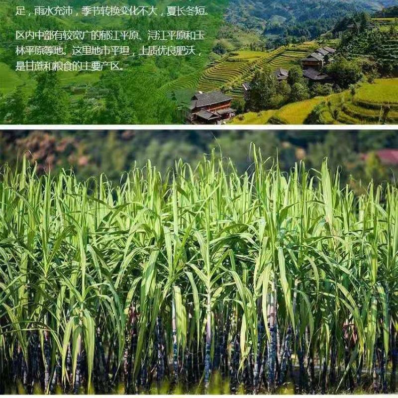 一级白砂糖广西甘蔗糖优质糖甜品烘焙糖葫芦棉