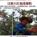 正宗花椒粉第一名特香特麻现磨纯花椒面青花椒粉香肠火锅调料