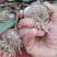 2024新鲜苗蒜把子蒜带棵鲜蒜头新鲜蒜头大量上市