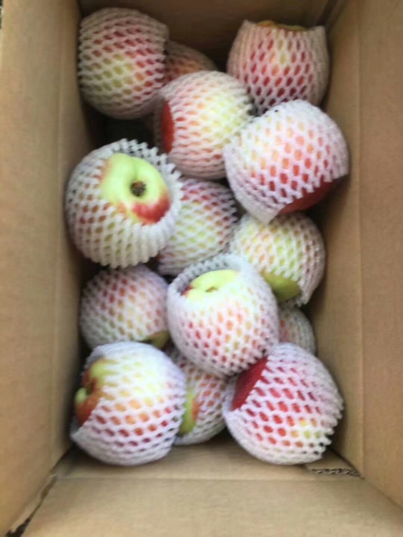 红不软桃子脆甜量大日发10万斤精品电商货一件代发