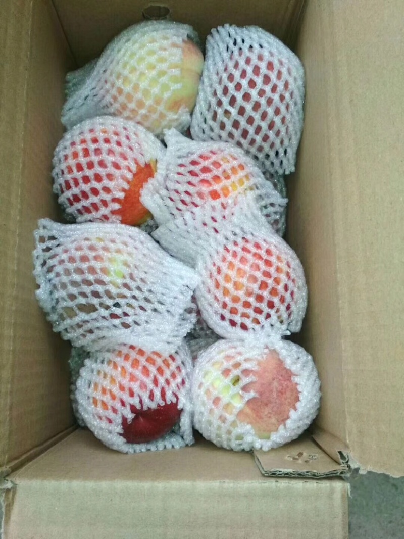 红不软桃子脆甜量大日发10万斤精品电商货一件代发