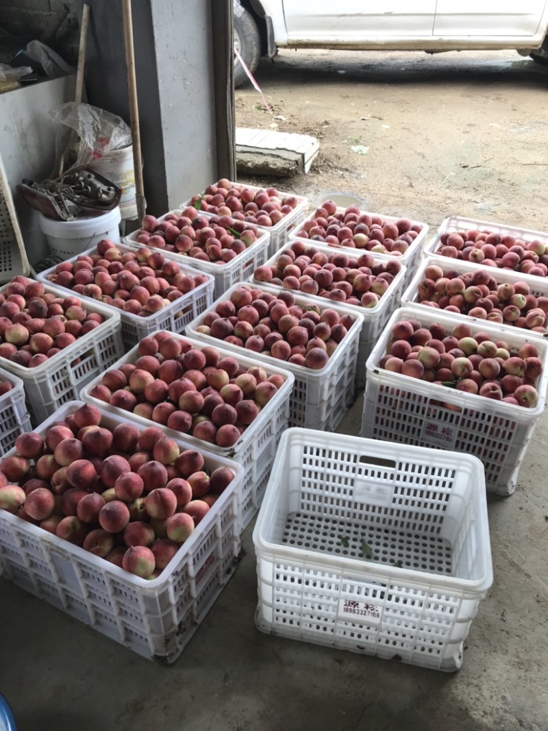 红不软桃子脆甜量大日发10万斤精品电商货一件代发