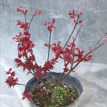 红枫