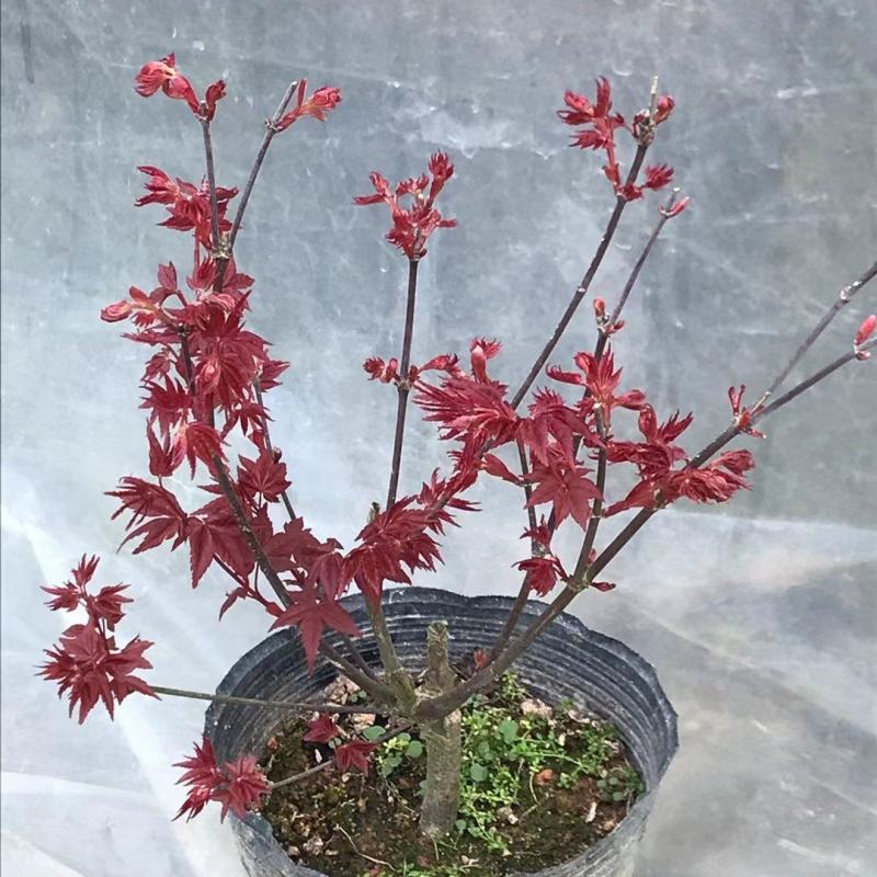 红枫