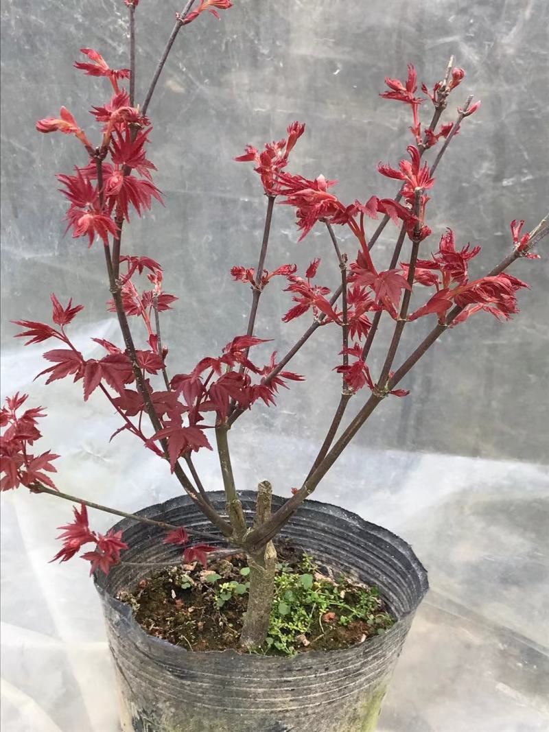 红枫